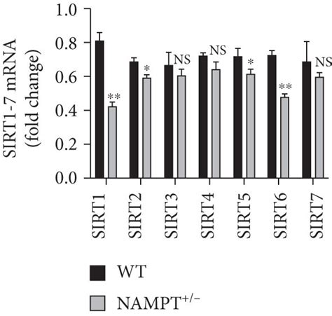 Nampt Regulates Sirt Expression In Vivo And In Vitro Representative