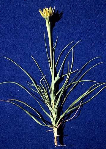 Western Salsify Tragopogon Dubius Utah State University Weed Photo