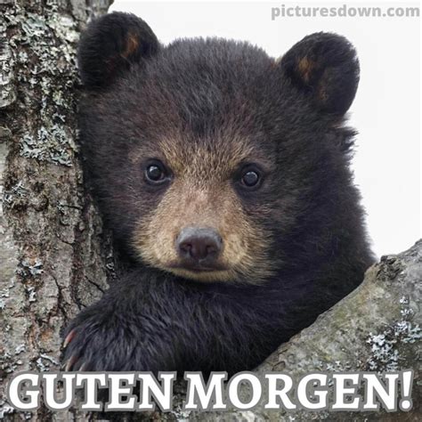 guten morgen bild neu tragen kostenlos picturesdowncom