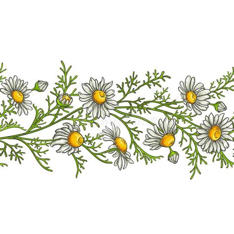 Chamomile Flower Vector Pattern Stock Vector Illustration Of Bloom