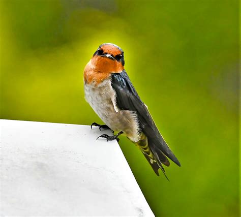 Pacific Swallow Hirundo Tahitica Bishan Park Johnny Wee