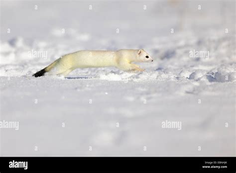 Stoat In Snow Hi Res Stock Photography And Images Alamy