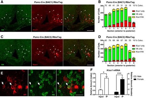 Fertility Regulating Kiss1 Neurons Arise From Hypothalamic Pomc