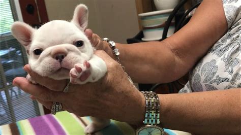 Pied Frenchie 5 Weeks Old Youtube