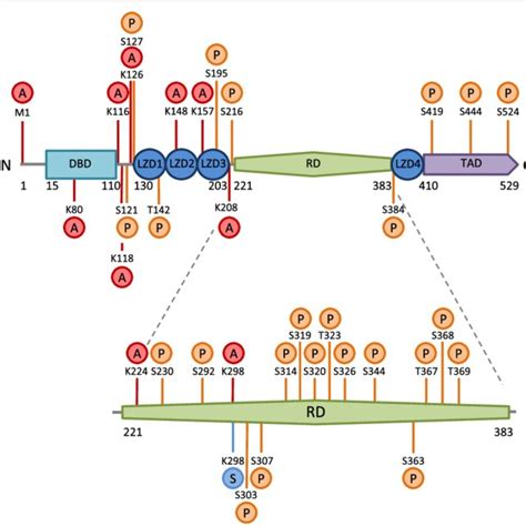 Post Translational Modifications Of Hsf1 In Relation To The Functional