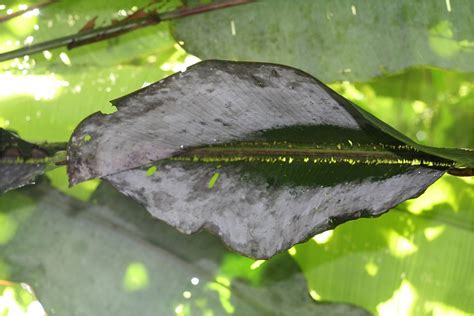 Los murciélagos albañiles que viven de regenerar las selvas La huella