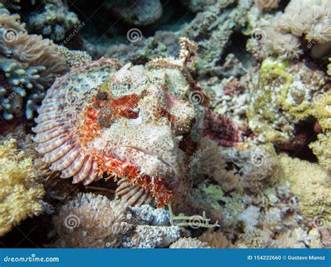 Scorpionfish Scorpaena Scrofa Brzydka Ryba Umieszcza Na Dnie Morskim