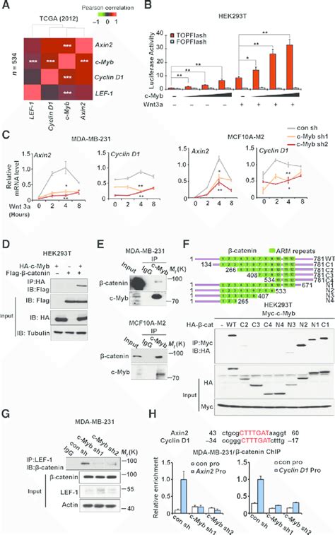 C Myb Interacts With B Catenin And Affects Wnt B Catenin Target Gene