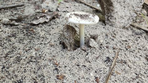 Common Gilled Mushrooms And Allies From Q R M Xico On November