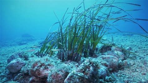 Altri Comuni La Tutela Del Mare Il Progetto Save The Wave Del