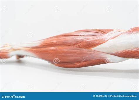 Muscles of the Arm for Anatomy Education Stock Photo - Image of musculoskeletal, fingers: 134886116