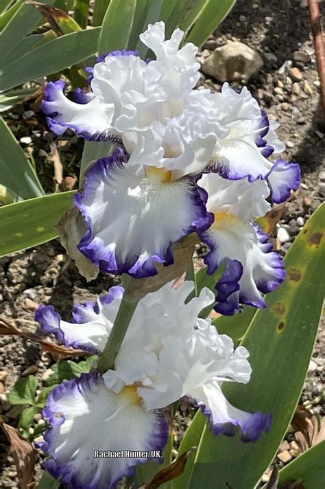 Photo Of The Bloom Of Border Bearded Iris Iris Cartouche Posted By