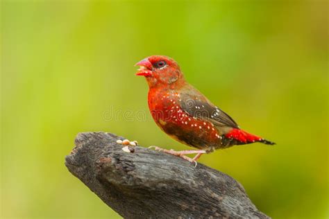 Male Red Avadavatamandava Amandava Stock Photo Image Of Perched