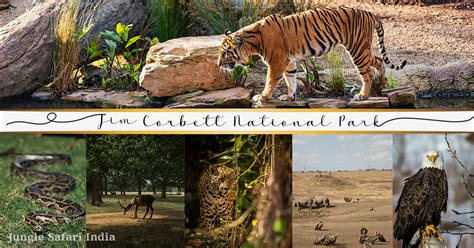 Fauna of Jim Corbett National Park