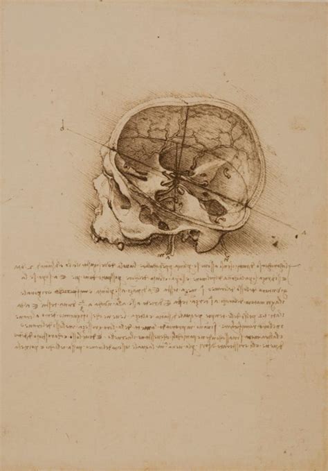 Leonardo Da Vinci Localization Of The Senso Comune And Anatomical