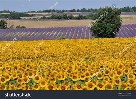 Sunflower Lavender Field Provence Stock Photo 62275060 Shutterstock