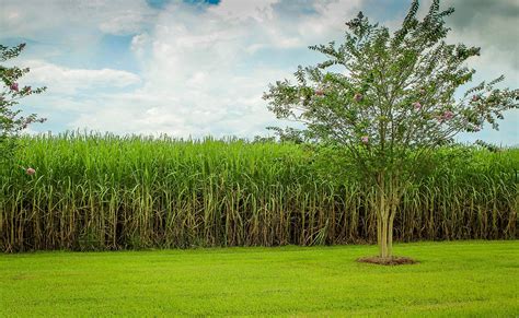 Sugarcane Cane Field Raw Sugar · Free photo on Pixabay