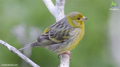 Atlantic Canary Serinus Canaria In Madeira Portugal