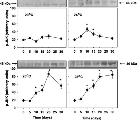 Phosphorylation Levels Of Cjun N Terminal Kinase Jnk In The Mantle