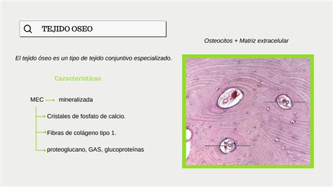 SOLUTION: Tejido oseo - Studypool