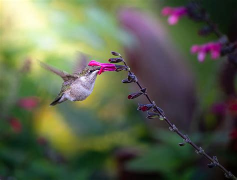 Close-Up Photo of Hummingbird · Free Stock Photo