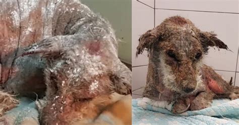 Il Cane Maltrattato Non Riusciva A Smettere Di Tremare Negli Ultimi