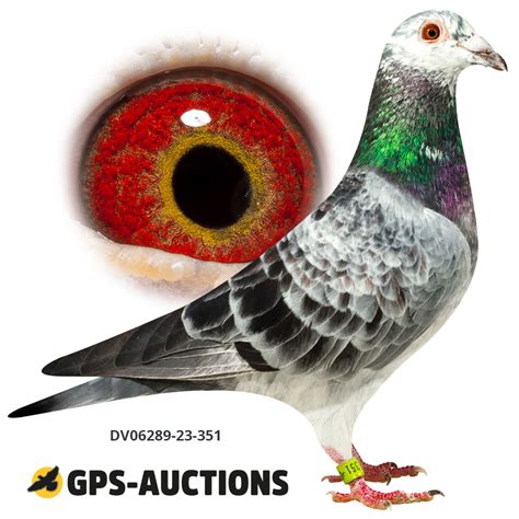 Mix Of Top Pigeons GPS Auctions