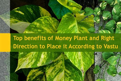 Vastu Money Plant Atelier Yuwaciaojp