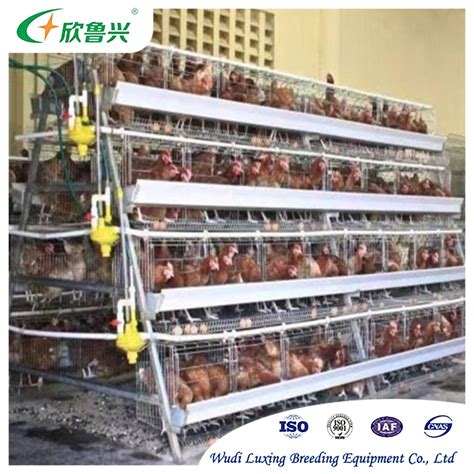 3 Tiers 3 Tiers Layer Chicken Cage For Laying Hens Hen Farming China