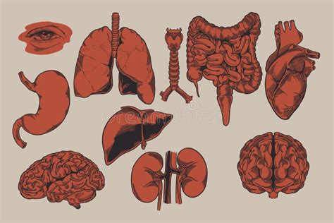 Anatomie Illustratie Van Menselijke Biologische Organen Verzameling