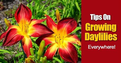 Daylily Care Growing Daylilies How When And Where