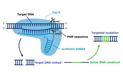 Schematic Representation Of Cas9 Protein Based Genome Editing In Plant Download Scientific