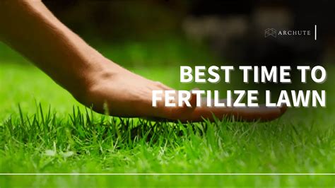 Best Time To Fertilize Lawn Before Or After Rain Archute