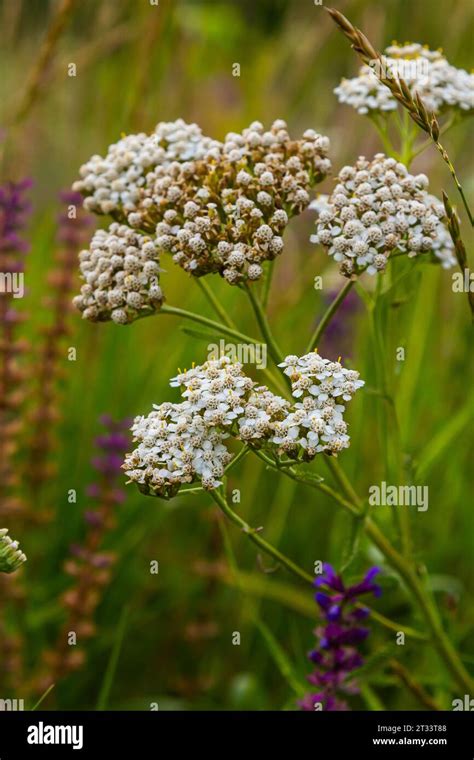 Common Yarrow Achillea Millefolium White Flowers Close Up Floral