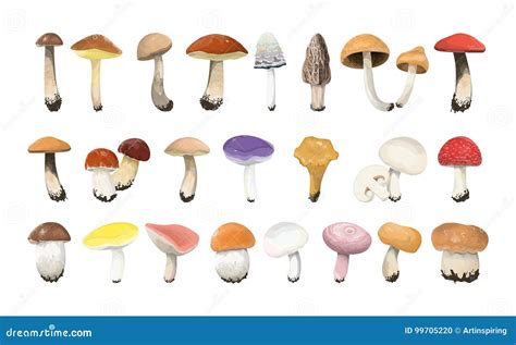 Edible Mushrooms Vector Design Hand Drawn Healthy Food Template Forest Plants Sketches