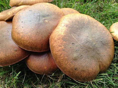 Mushrooms of Oregon identification and pictures - Pacific Northwest ...