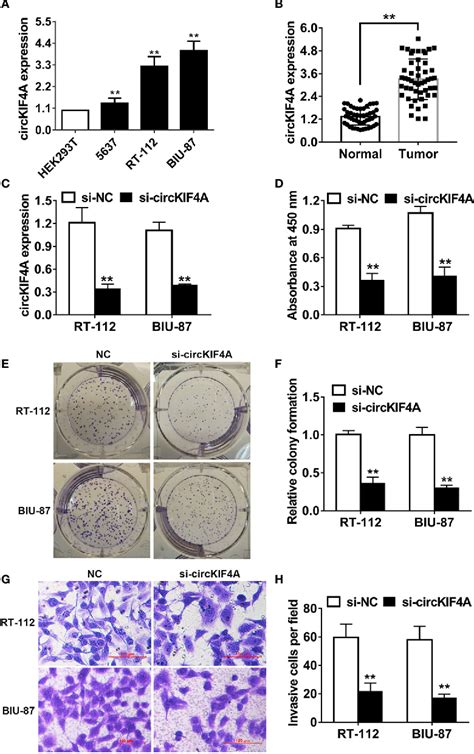 Figure From Circular Rna Circkif A Sponges Mir To Promote