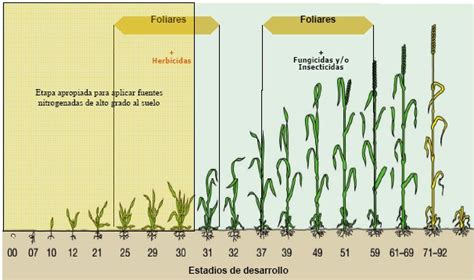 Informe Aplicaci N De Nitr Geno En Estado Pre Reproductivo De Trigo En