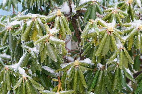 Rododendron w zimie przygotowanie do zimy pielęgnacja po zimie