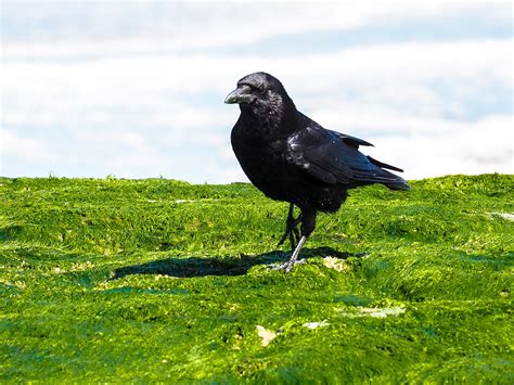 Crow Bird Sea Water - Free photo on Pixabay - Pixabay