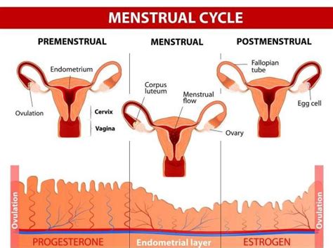 Atraso Menstrual E Corrimento Branco - Por que sai um corrimento branco? - 6 causas comuns