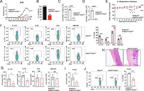 Src2 Controls Cd4 T Cell Activation Via Stimulating C Myc Mediated