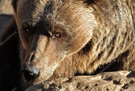 Grizzly Bear Portrait — Stock Photo © cynoclub #1915647