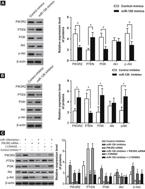 Microrna 126 Targeting Pik3r2 Inhibits Nsclc A549 Cell Proliferation