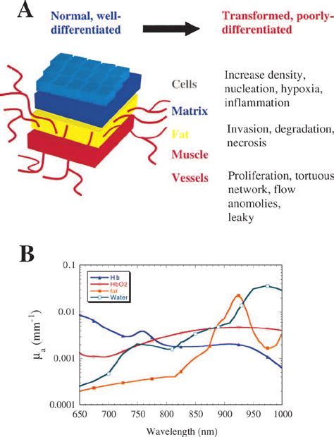structural  functional components   optical signal