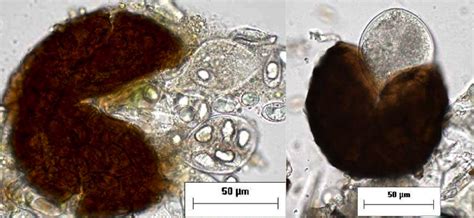 Sexual Fungi Culham Research Group