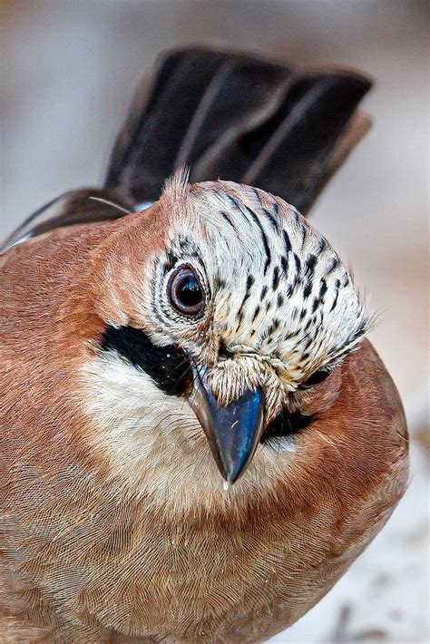 Neugierig Eichelhäher Garrulus glandarius c Dirk Baue Flickr