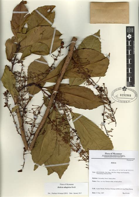 Helicia Nilagirica Bedd Myanmar Vascular Plants Database