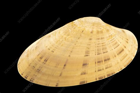 Sunray Venus Clam Stock Image C0595830 Science Photo Library