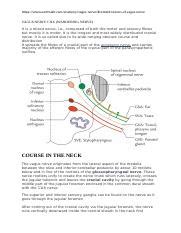 Vagus Nerve Cnx And Phrenic Docx Https Earthslab Anatomy